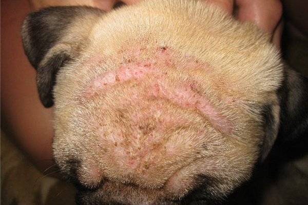 Bệnh ngoài da ở chó do ve gây ra