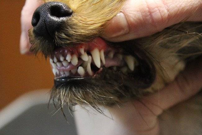 Xác định tuổi của con chó trong răng