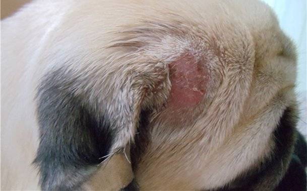 Trichophytosis (giun đũa) ở chó