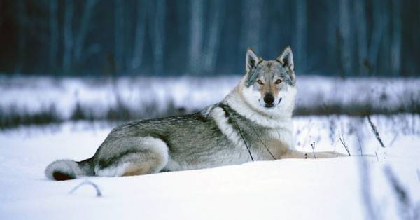 Chó sói Tiệp Khắc vào mùa đông