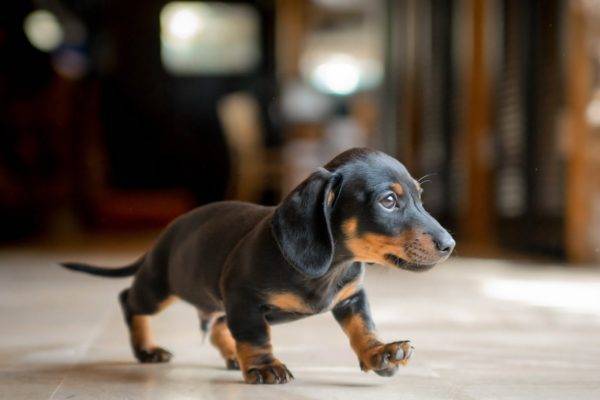 dachshund nhỏ dễ thương