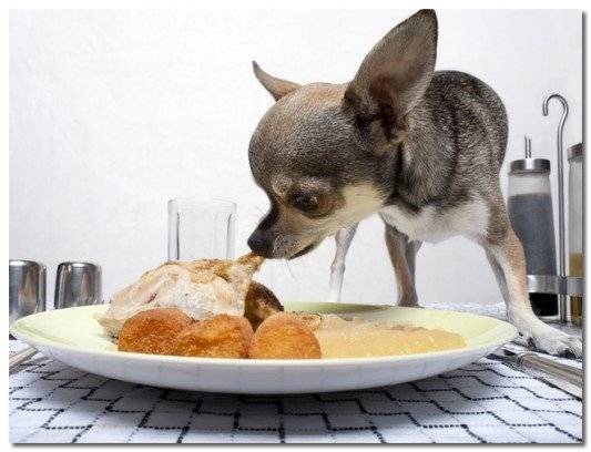 Chihuahua mẫu chế độ ăn uống