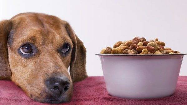 Con chó không ăn với bệnh viêm cơ