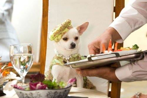 Cách cho chó Chihuahua ăn