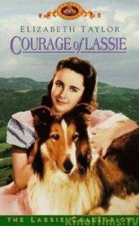 Sự dũng cảm của Lassie