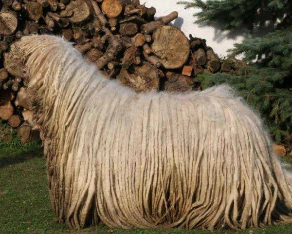 Komondor (Người chăn cừu Hungary)