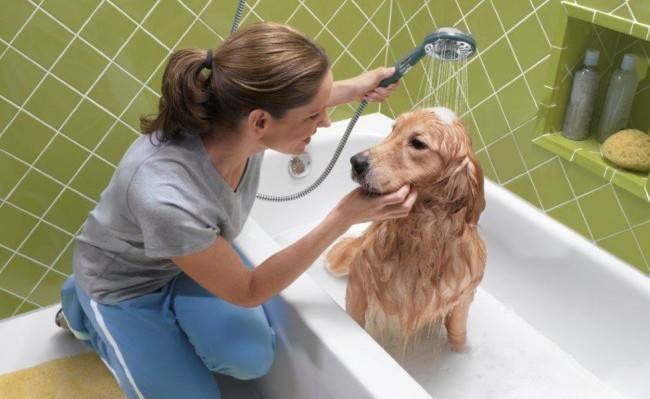 Cách rửa chó
