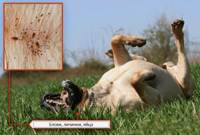 Làm thế nào một con chó bị nhiễm bọ chét