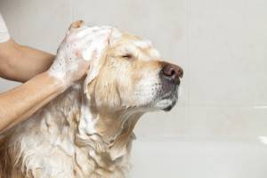 Cách rửa chó