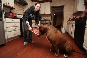 Cách cho chó pit bull ăn