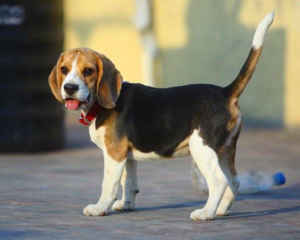 beagle dễ thương