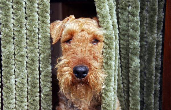 Airedale Terrier trong mù