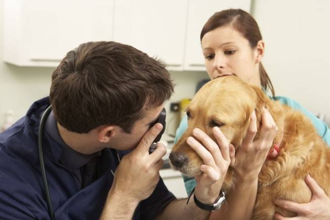 Giúp bác sĩ thú y chữa bệnh mắt ở chó
