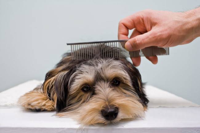 Cách chải lông cho chó trong quá trình lột xác