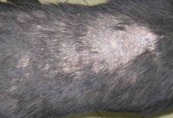 Phương pháp chẩn đoán viêm da ở chó