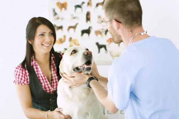 Điều trị ngộ độc chó tại phòng khám