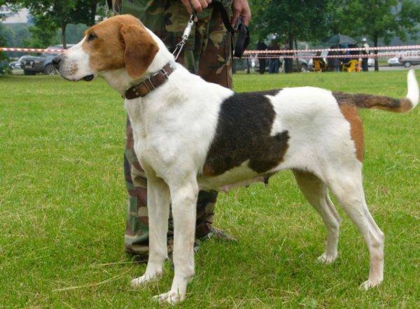 Chó săn Pinto của Nga