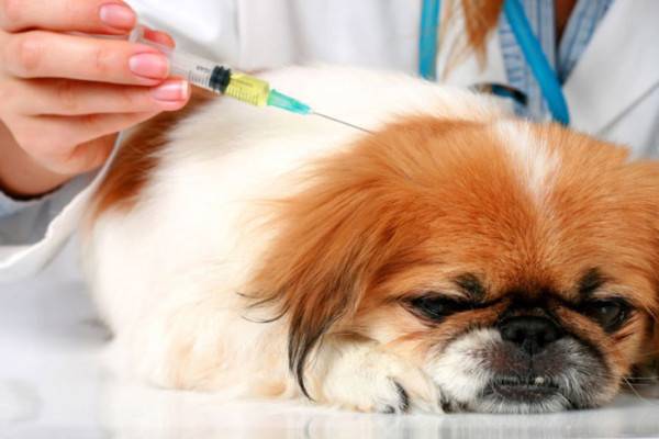 Điều trị bệnh tiểu đường ở chó