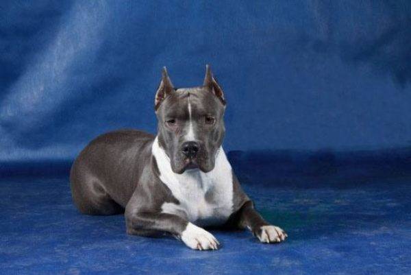 American Staffordshire Terrier Blue