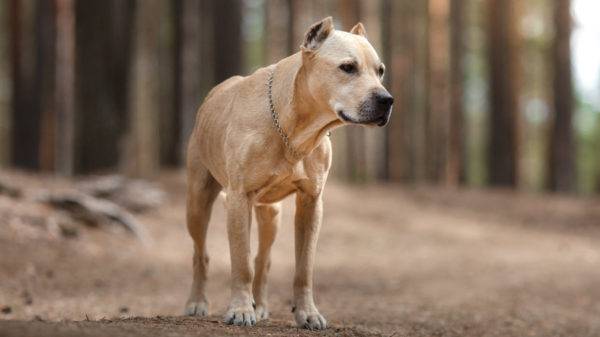 Chó sục Americanordordshire trong rừng