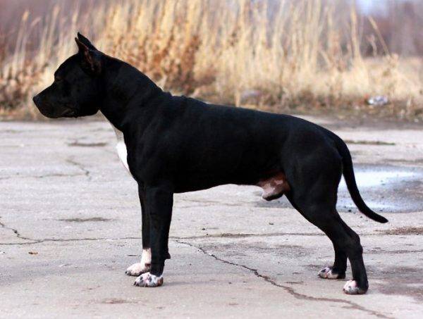 Chó sục đen Mỹordordshire