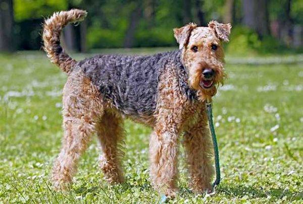 airedale terrier đứng