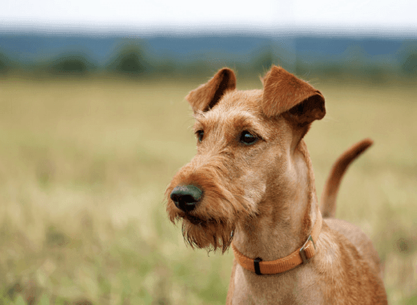 ảnh đẹp của irish terrier