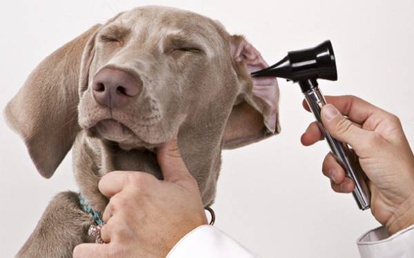 Cách vệ sinh tai chó của bạn