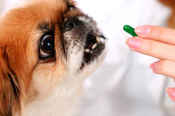 Điều trị viêm ruột ở chó