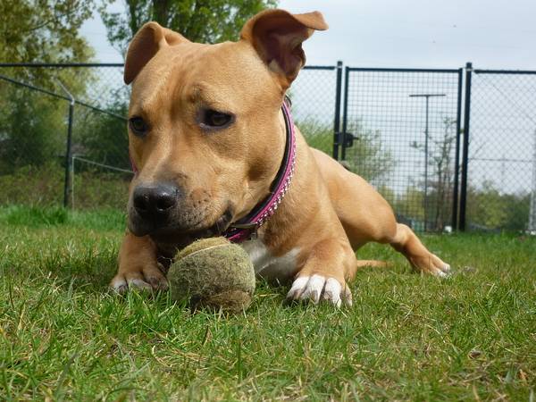 American Staffordshire Terrier với một quả bóng