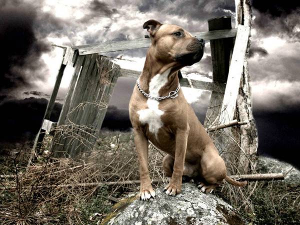 American Staffordshire Terrier trên một hòn đá