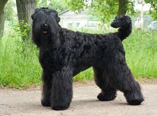 Chó sục đen Nga