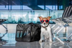 con chó ở sân bay