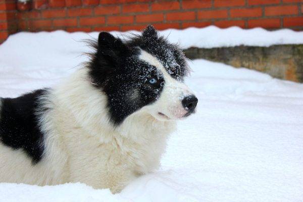 Yakut khàn khàn trong tuyết