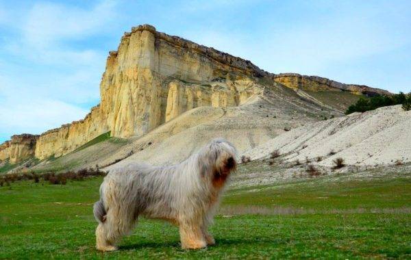 Chó chăn cừu Nam Nga trên nền núi