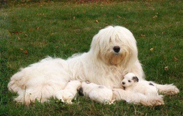 Chó chăn cừu Nam Nga với chó con