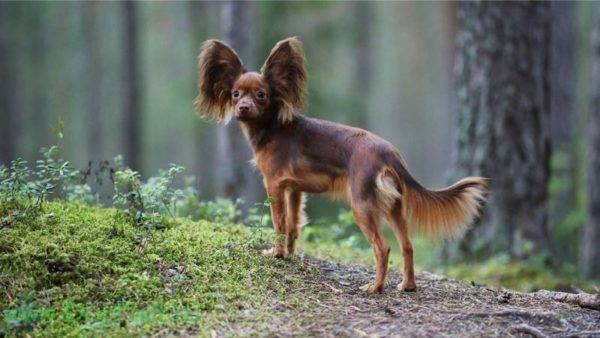 Chó sục đồ chơi Nga dễ thương trong rừng