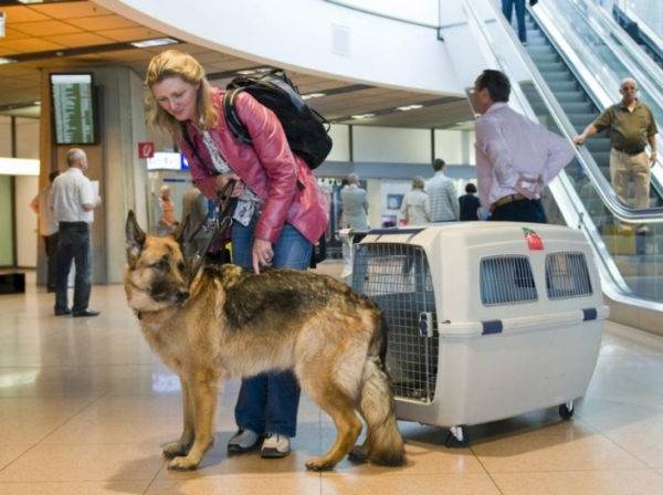 Vận chuyển hàng không của một con chó ra nước ngoài