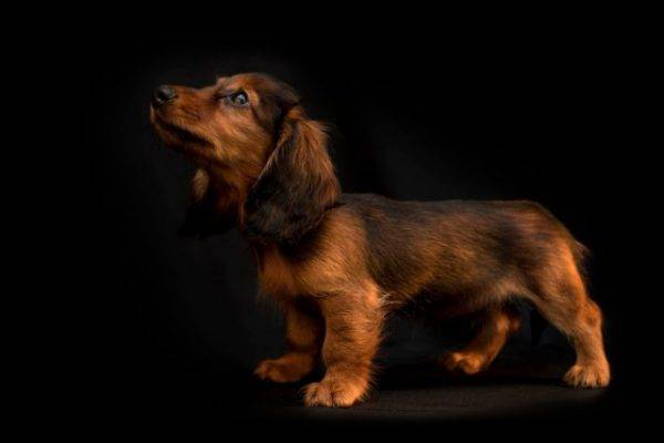 Chó con dachshund lông dài