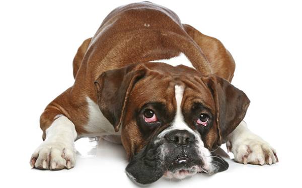 Đục thủy tinh thể ở chó xảy ra dưới hai hình thức.