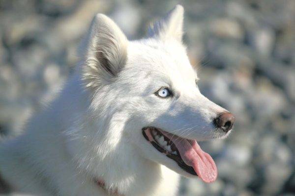 Yakut trắng husky