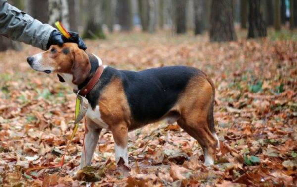 Chó săn Estonia trong rừng