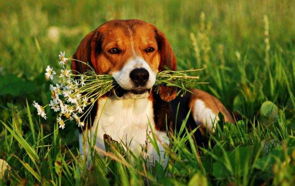 Chó săn Estonia trong cỏ