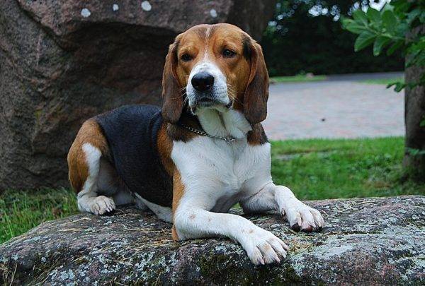 Chó săn Estonia trên đá