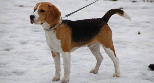 Beagle vào mùa đông