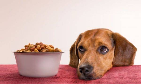 chó và thức ăn