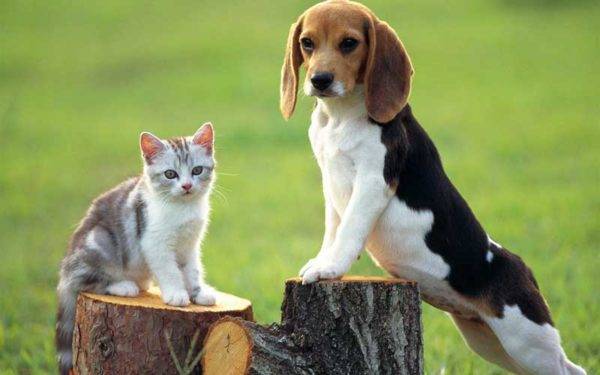 Beagle và mèo