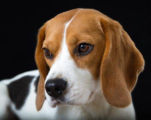 Beagle rất đẹp
