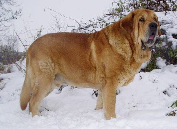 Chó ngao Tây Ban Nha trong tuyết