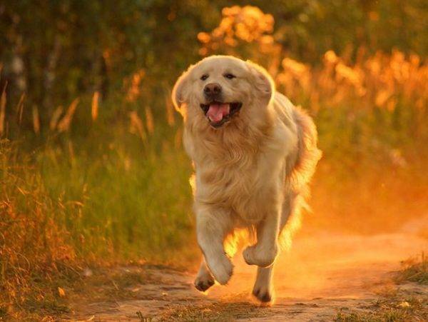 con chó hạnh phúc đang chạy